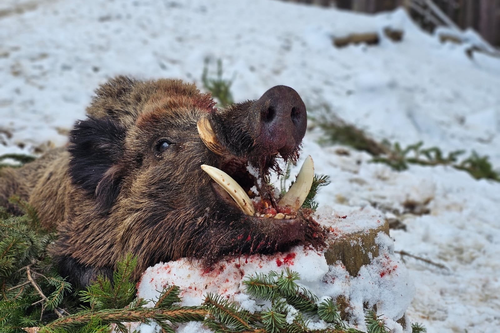 Wildschweinjagd mit Rabatt in Bulgarien